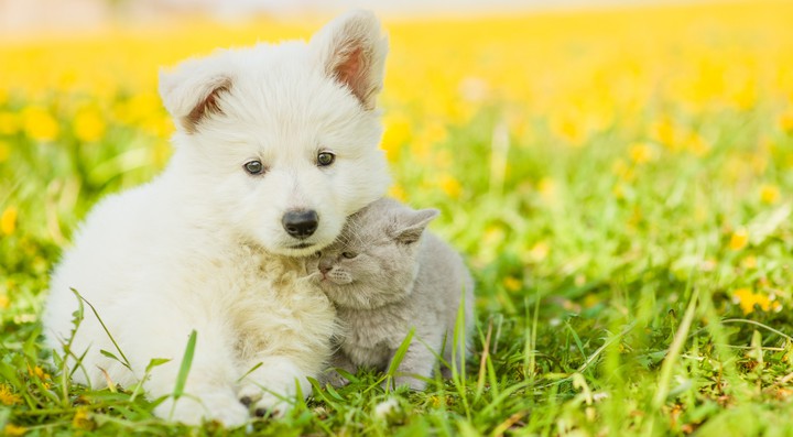Puppy and cat