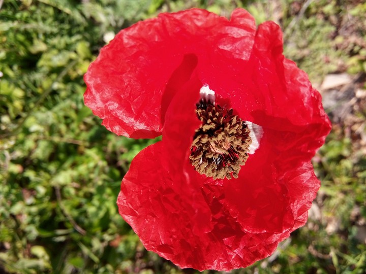 flowers