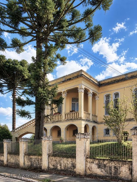 ARAUCARIA