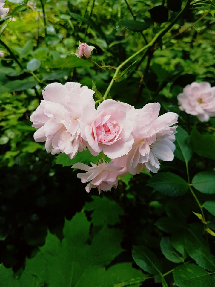 Beauty.