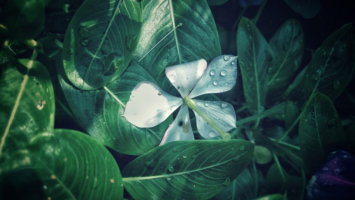 White Flower