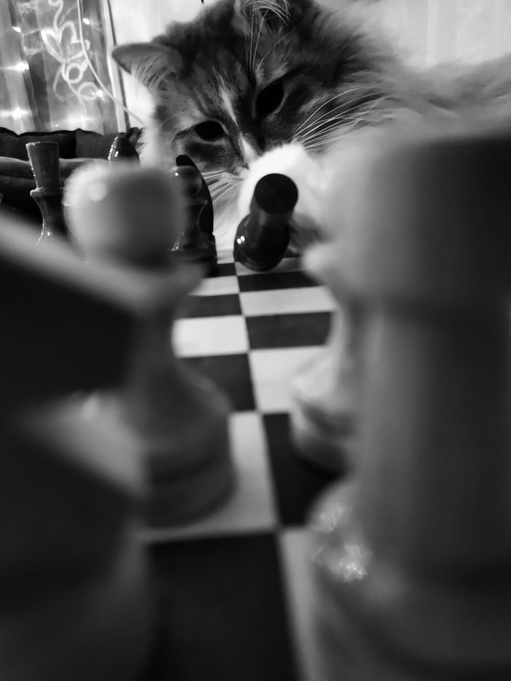 chess