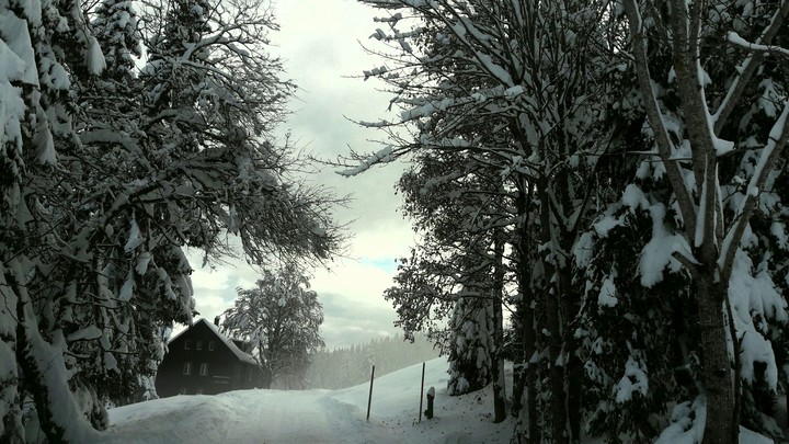 White November