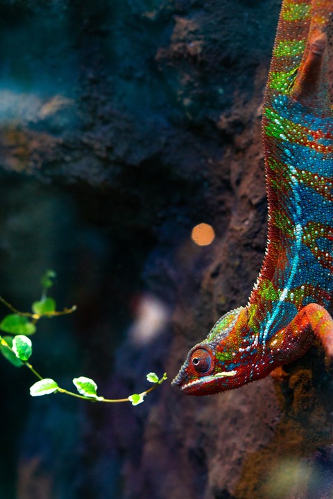 sfondi lizard, iguanas