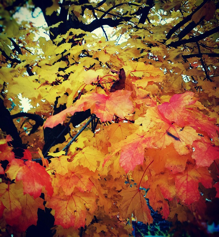 Autumn
