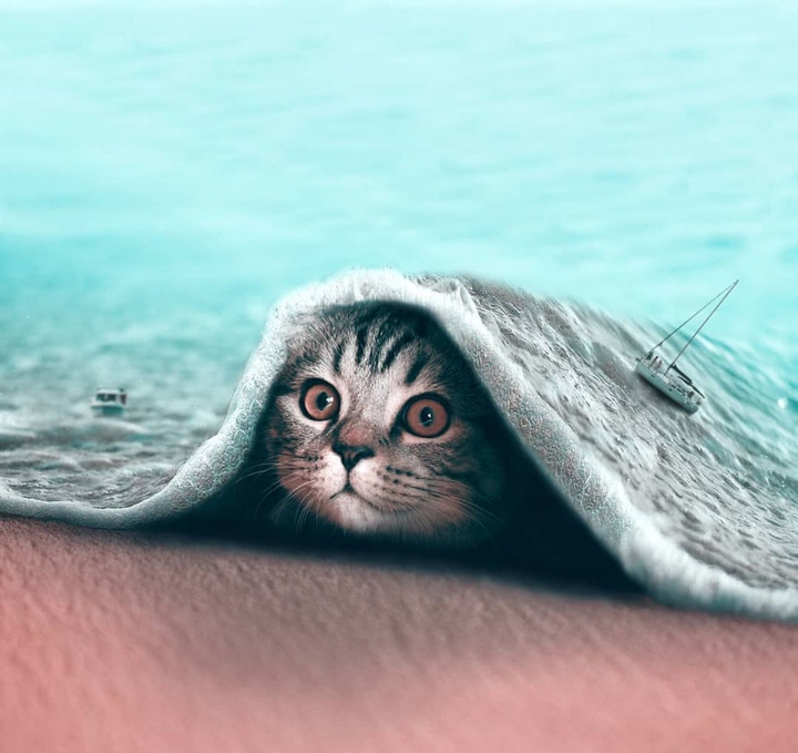 Surf