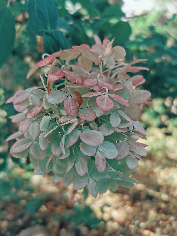 Green plant