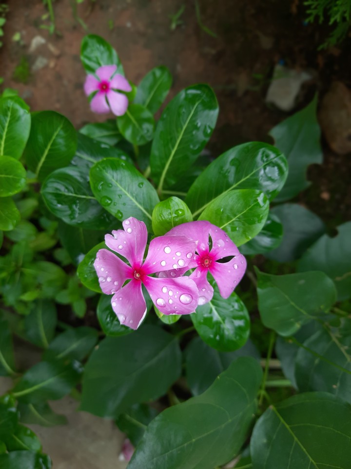 Water drop on Flower