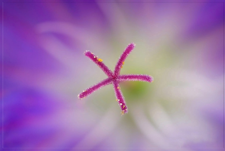 pistil