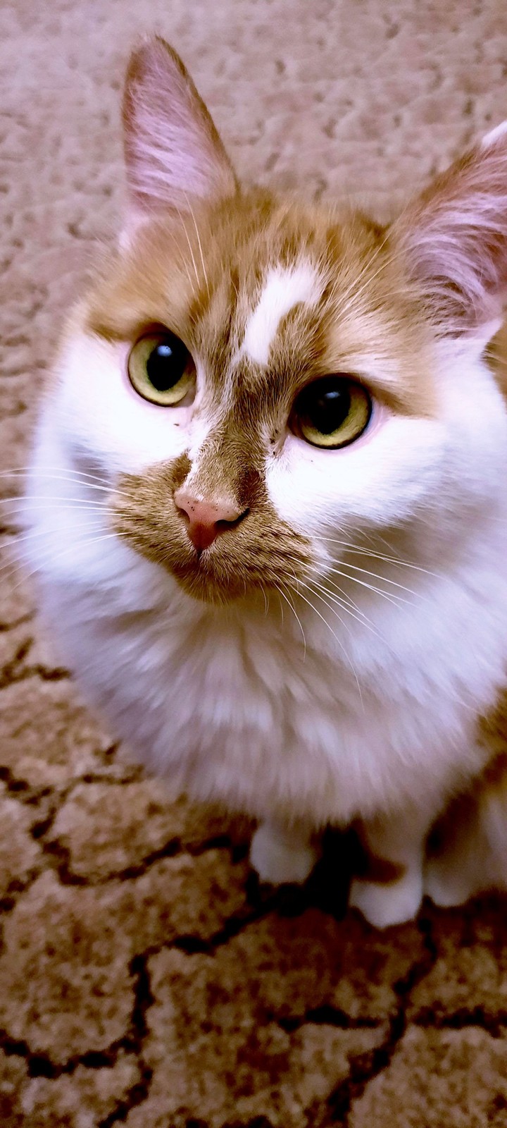 mine cat