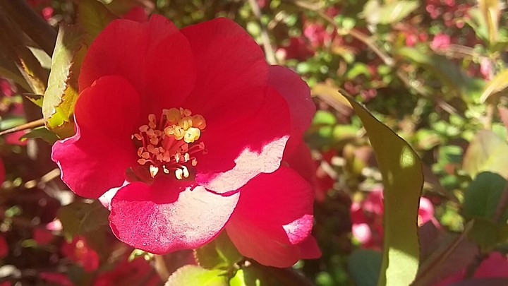 Red flower