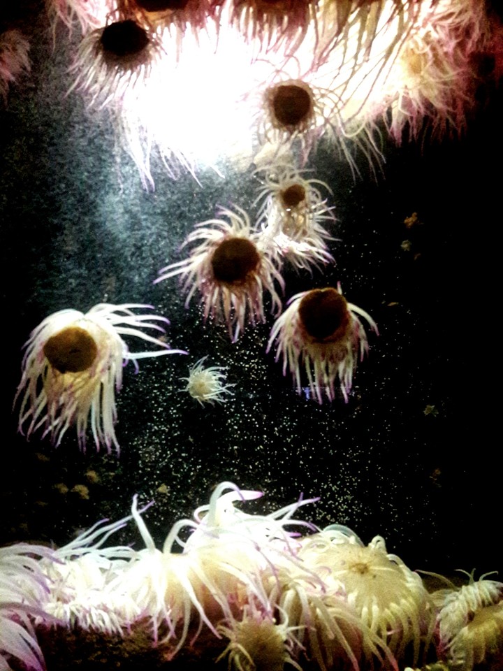 underwater life