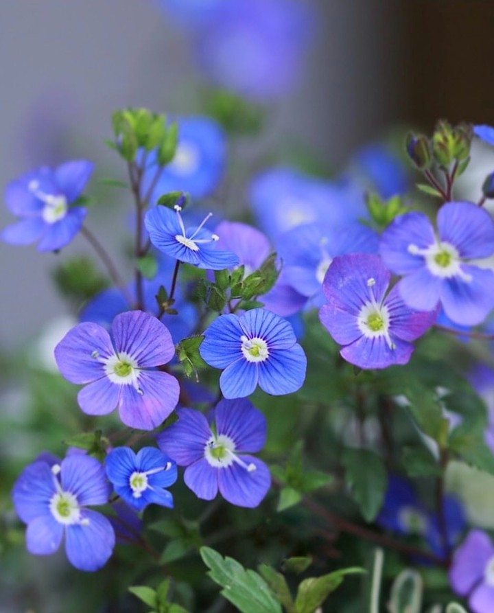 veronica