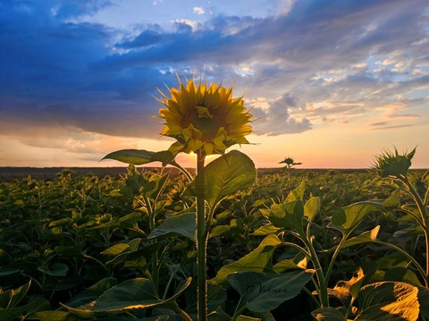 tapety sunset, landscapes