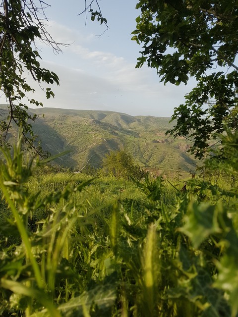 tapety vegetation, landscapes