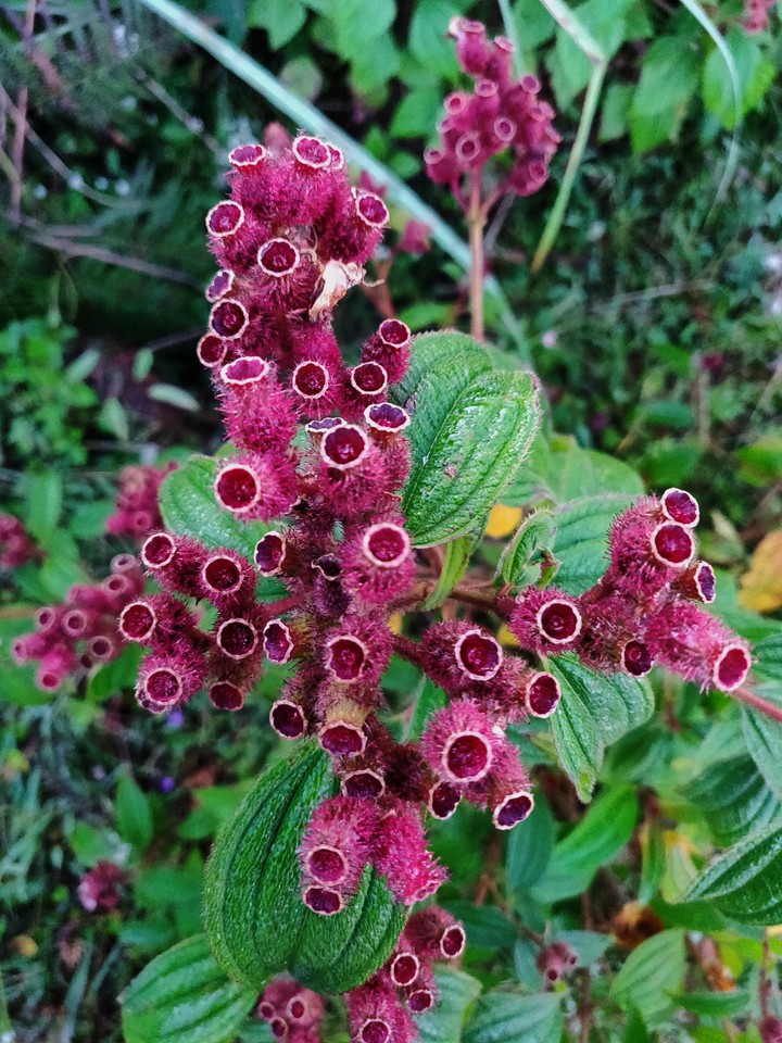 cute buds