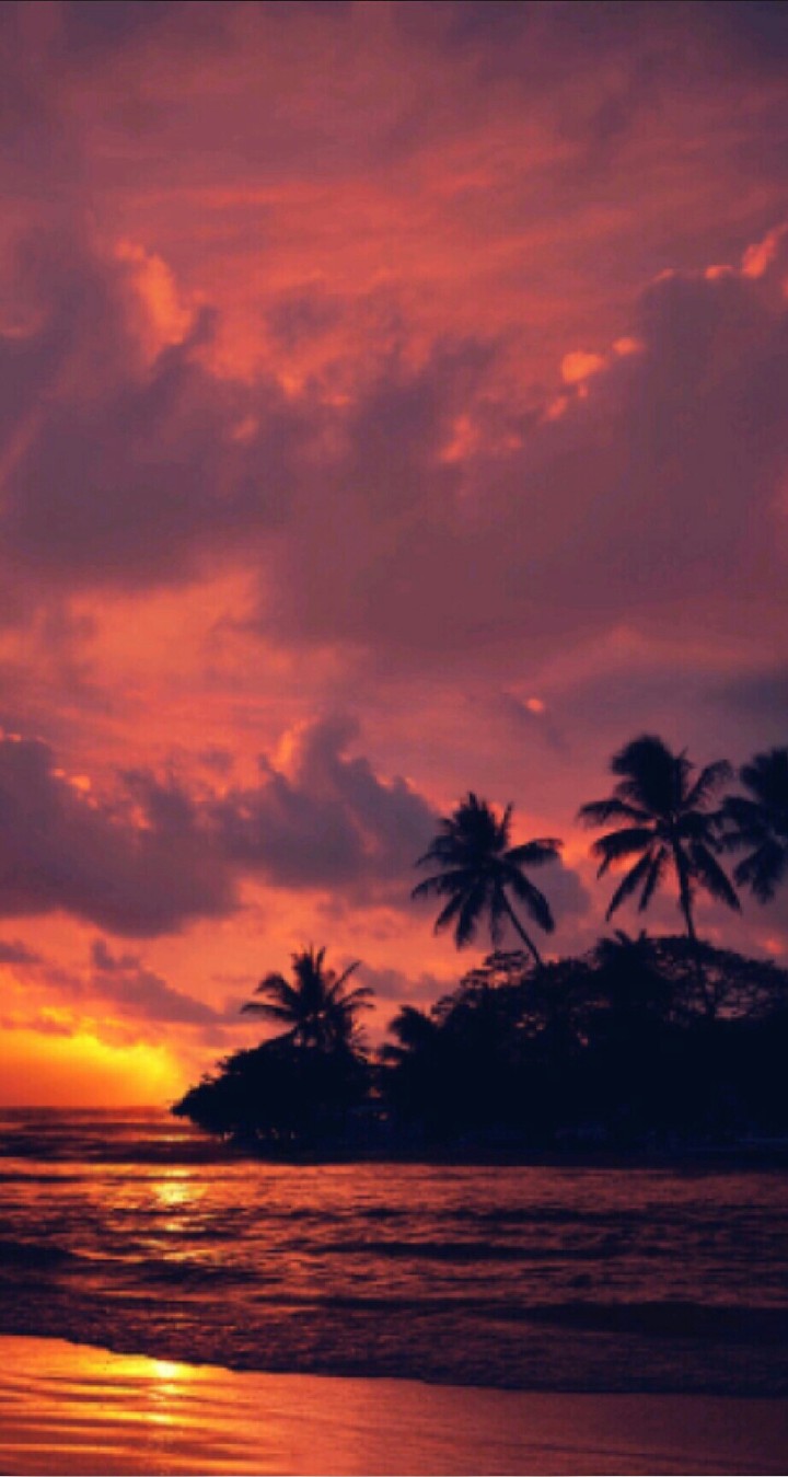 Coucher de soleil avec palmier