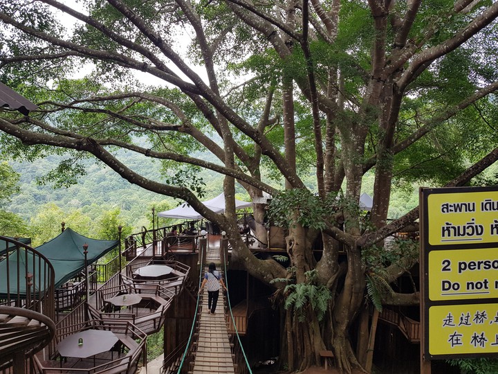 Big Tree