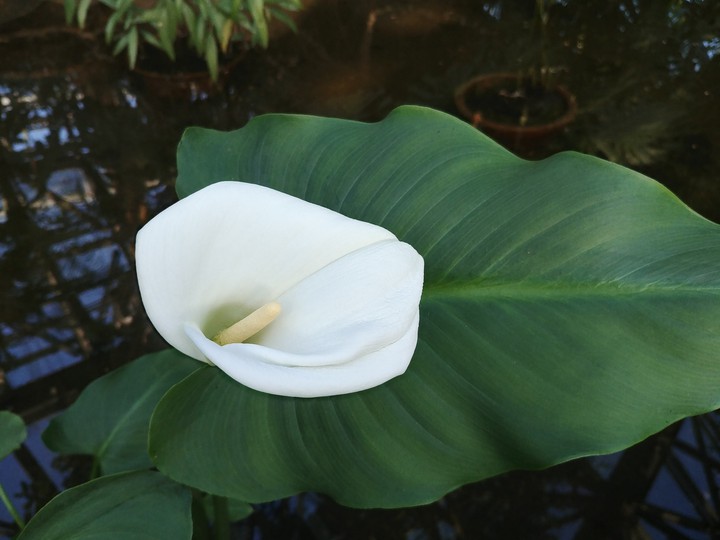 flower