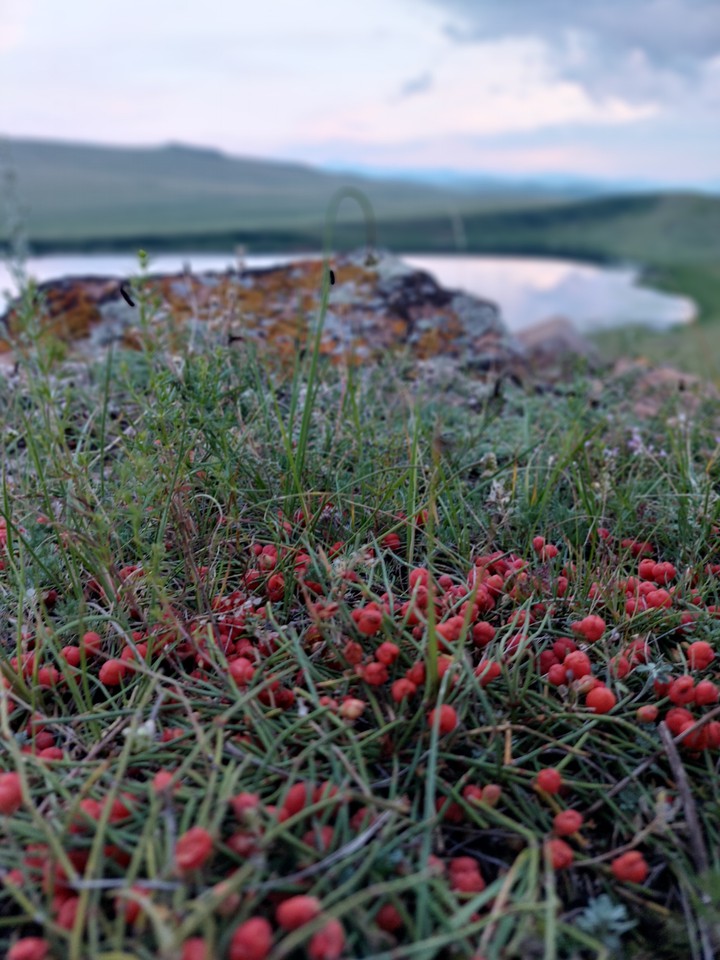 berries