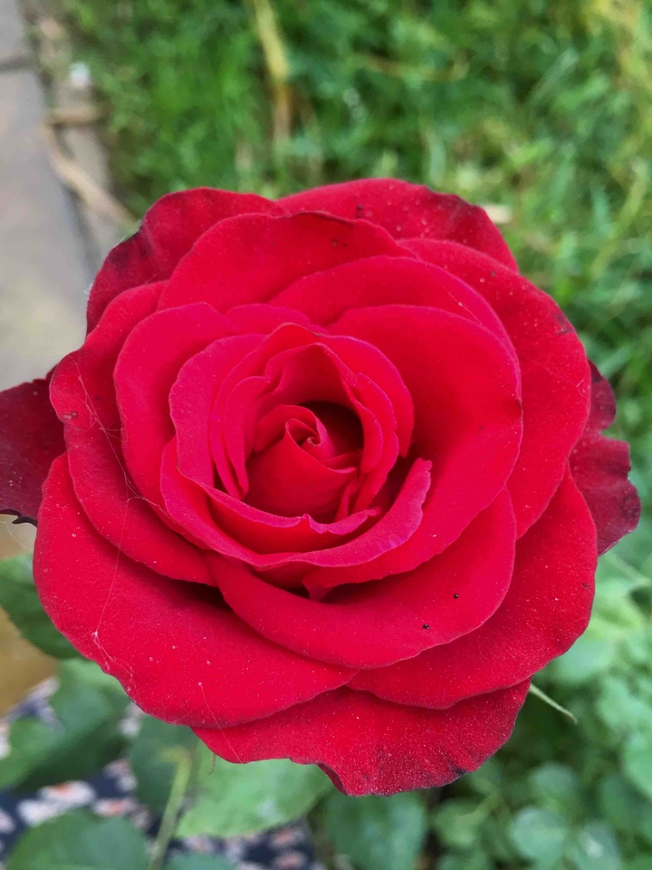 Wonderful rose