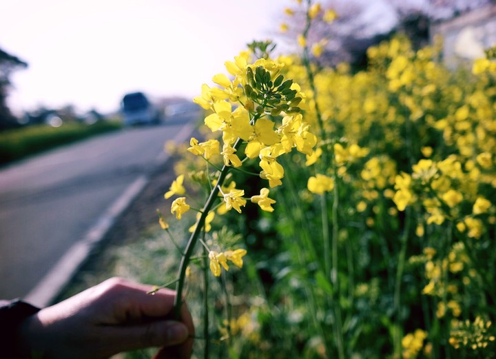 flower