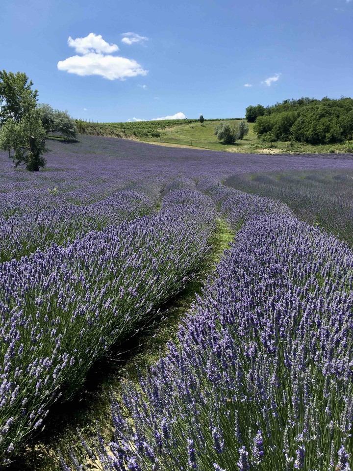 Kőröshegy-Hungary