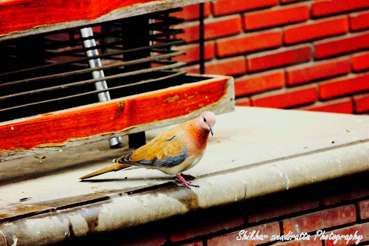 Pigeon