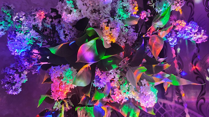 сирень