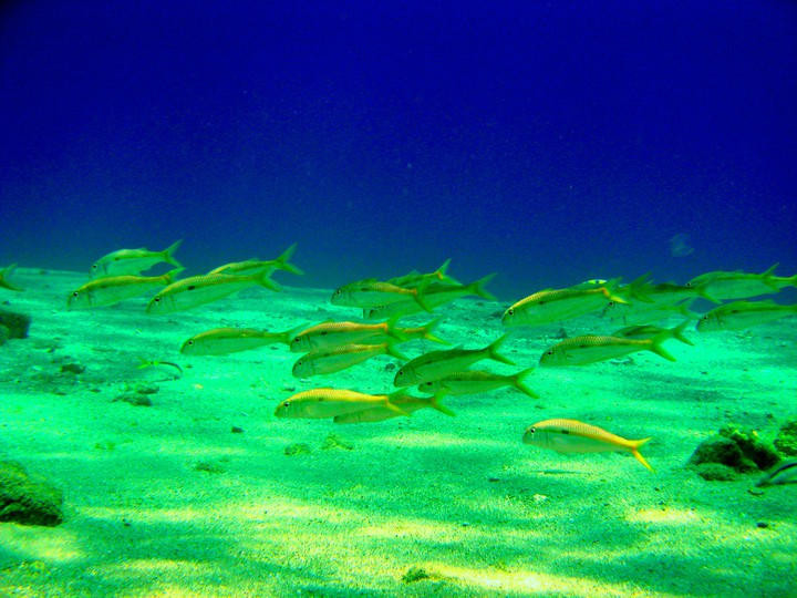 yelow fish