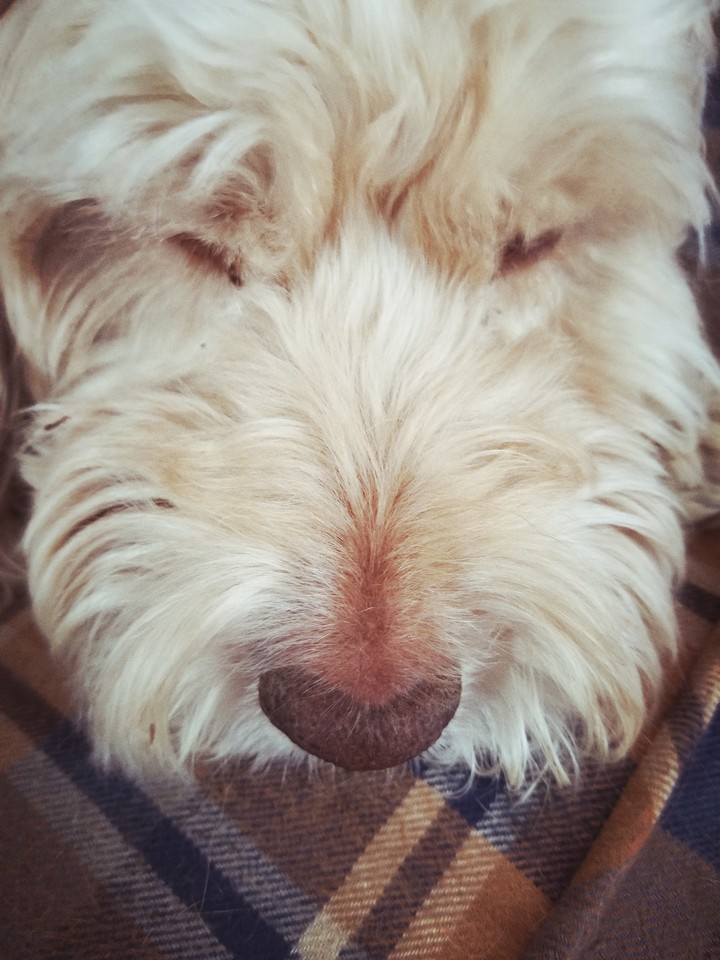puppy dog