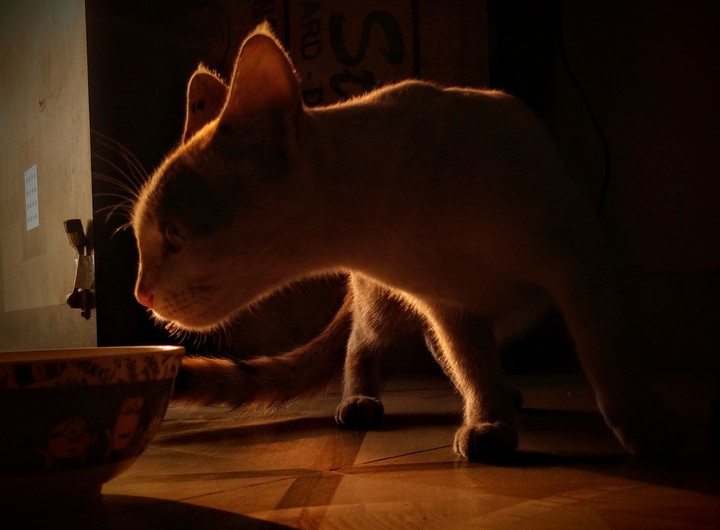 stray cat