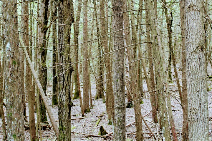 trees
