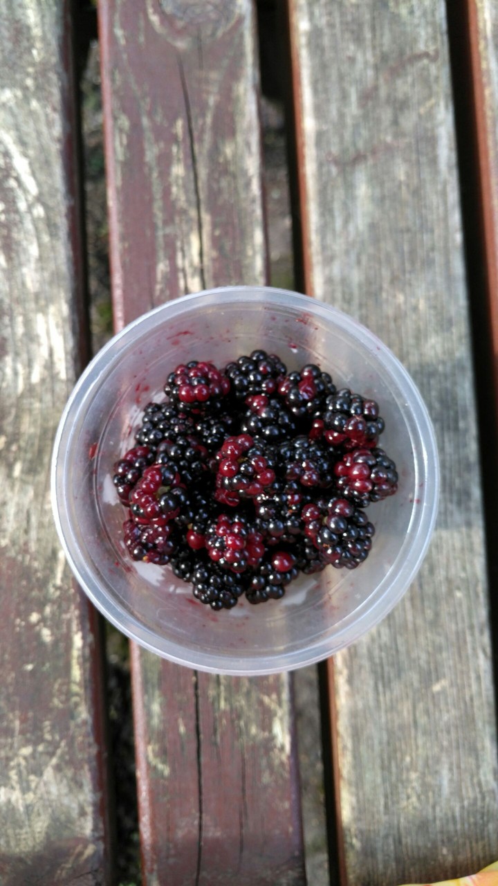 dewberry