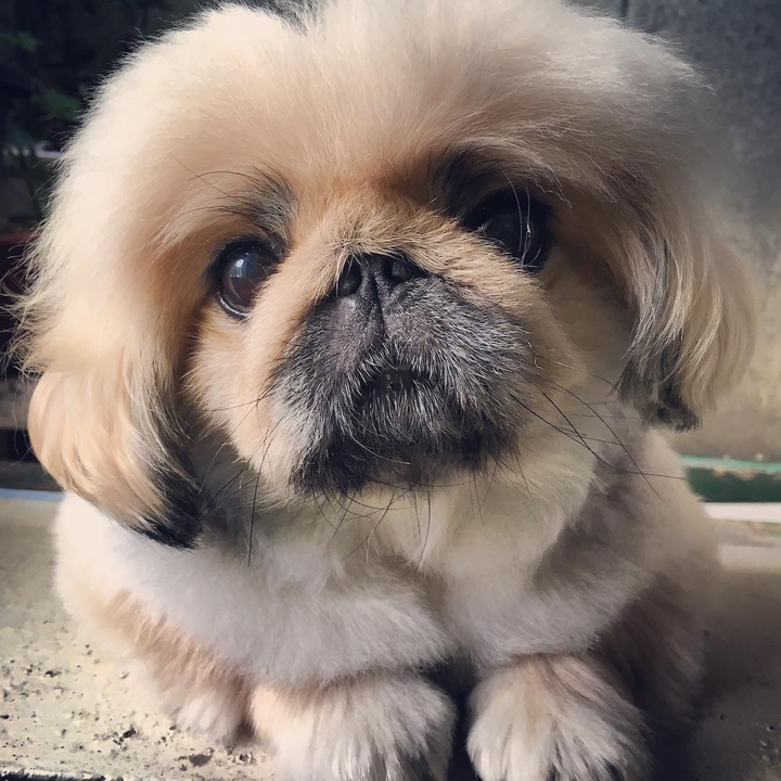 IG| pekipeki322