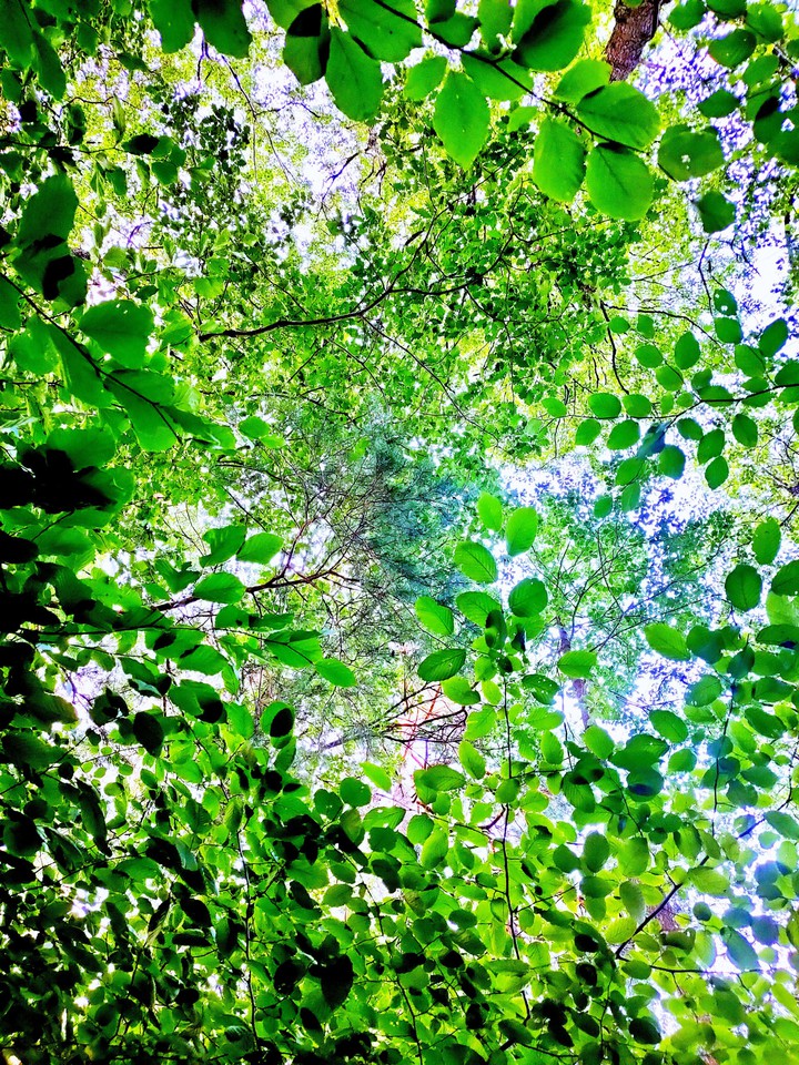 green everywhere