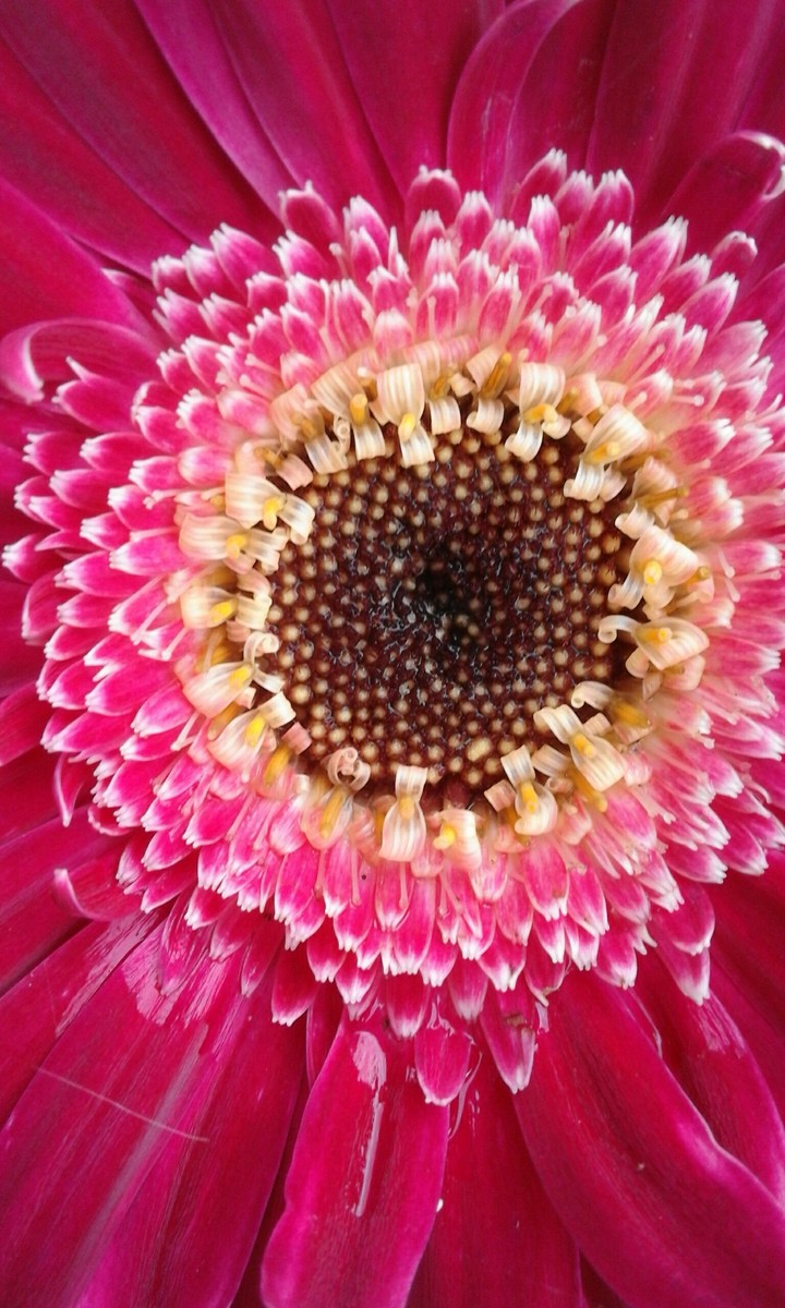 Gerbera