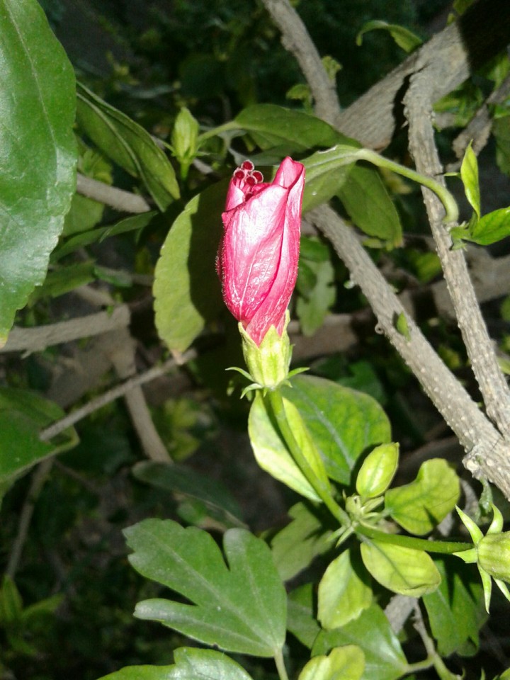 small hibiscus
