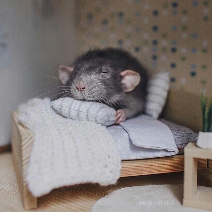 go to sleep
