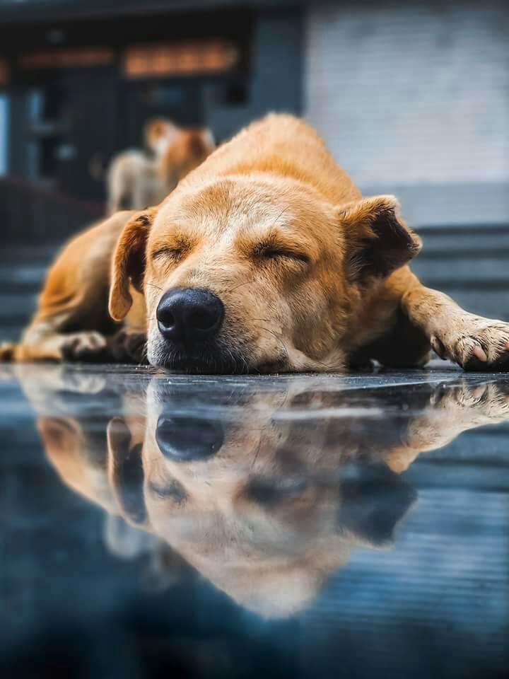 Sleeping