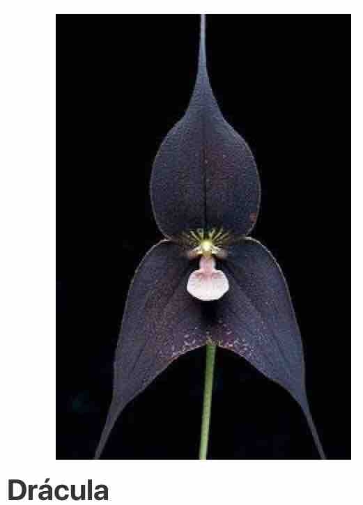 Orquídea
