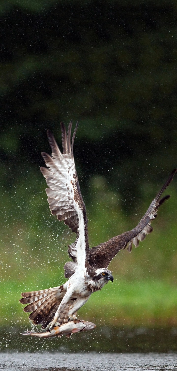 eagle