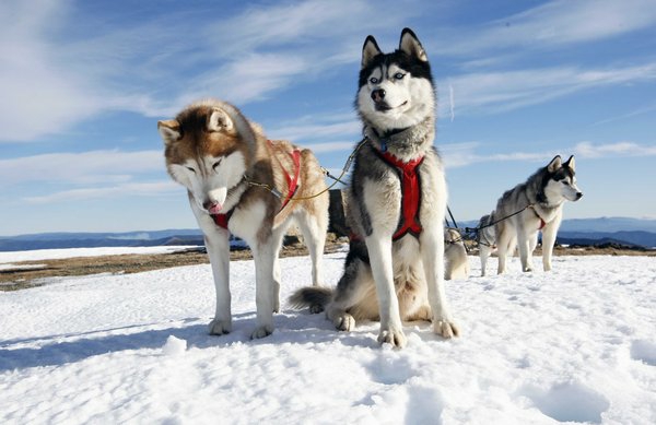 husky