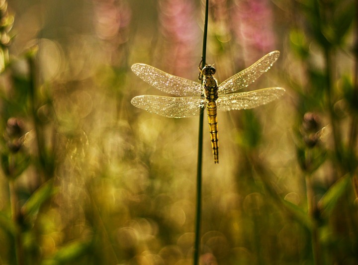 Dragonfly