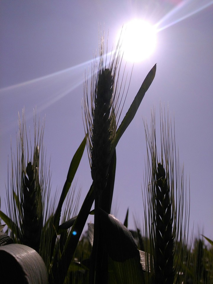 wheat sun