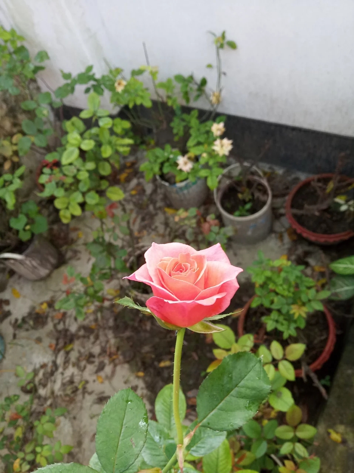 Beauty of freedom