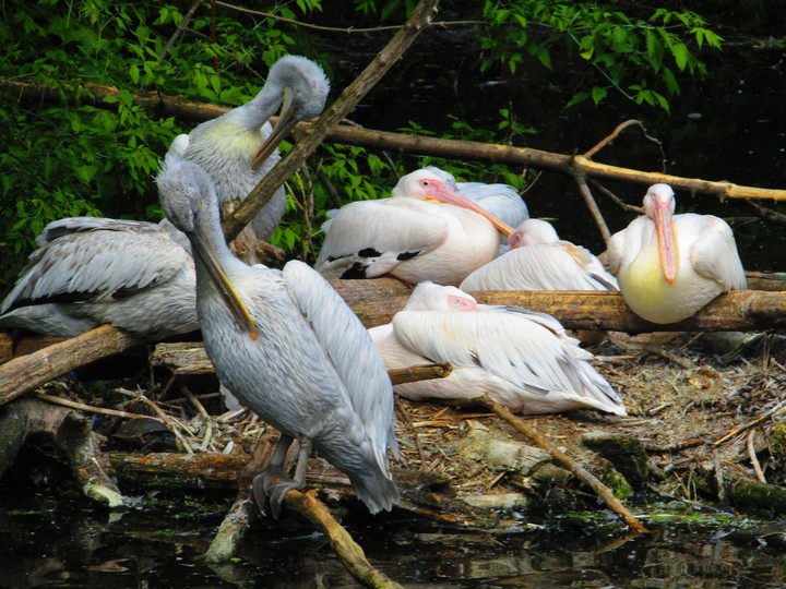 =)