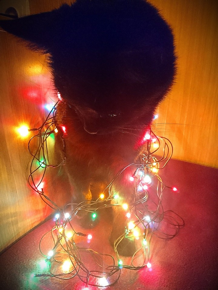 my cats holidays