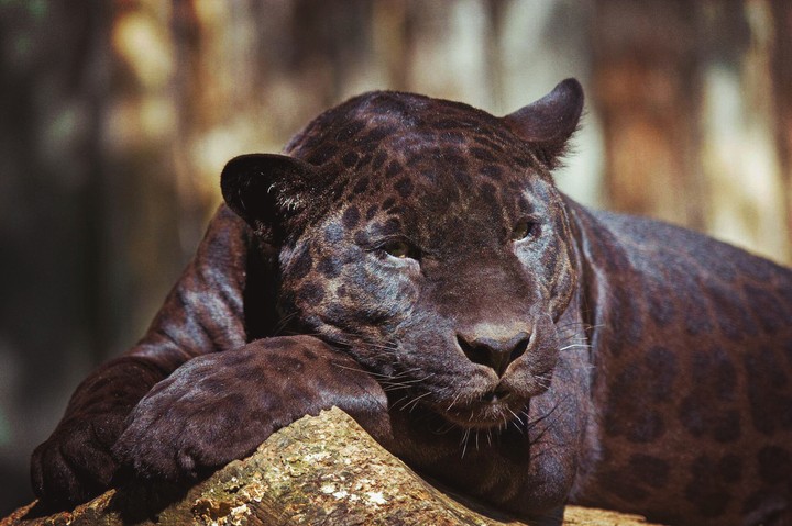 staring panther