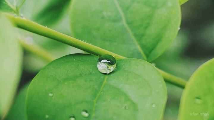 Leaf